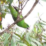 Bolborhynchus lineola