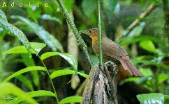 Clibanornis rubiginosus