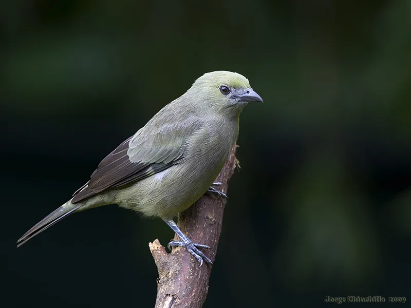Viuda de palmera, tangara palmera