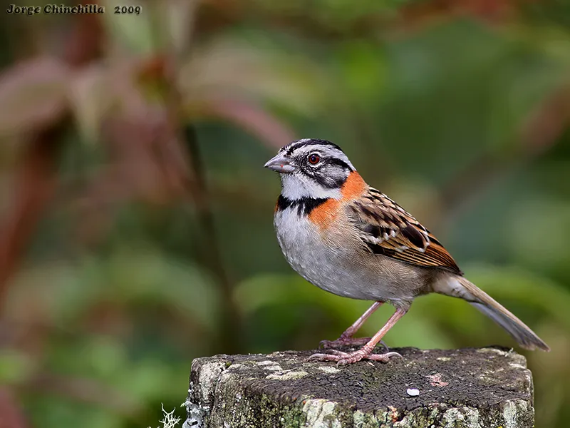Come maiz, pirris, chingolo