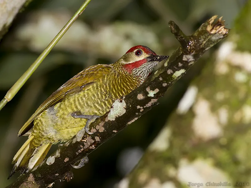 Carpintero verde dorado