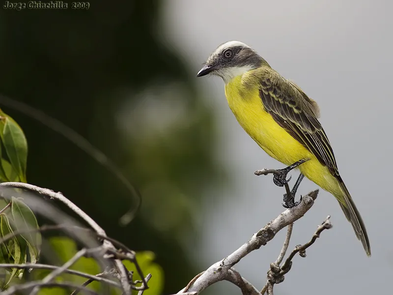 Pecho amarillo, mosquero cejiblanco
