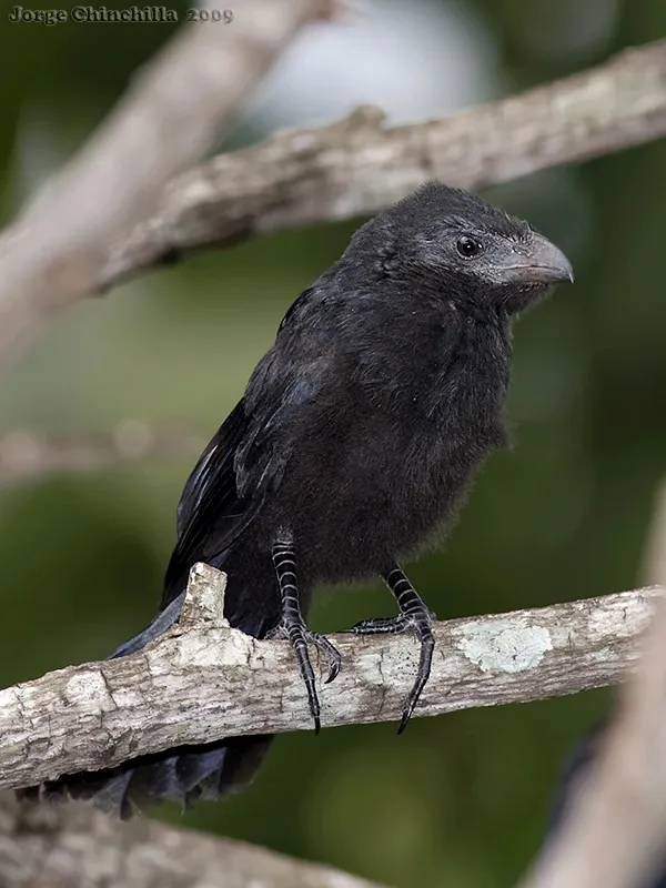 Tijo, zopilotillo, garrapatero piquiestriado