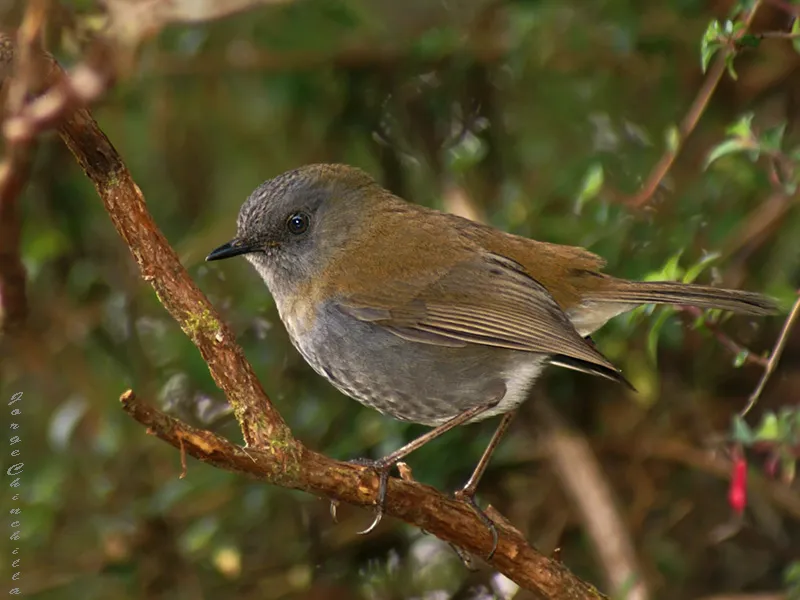 Cuitiento, zorzal piquinegro