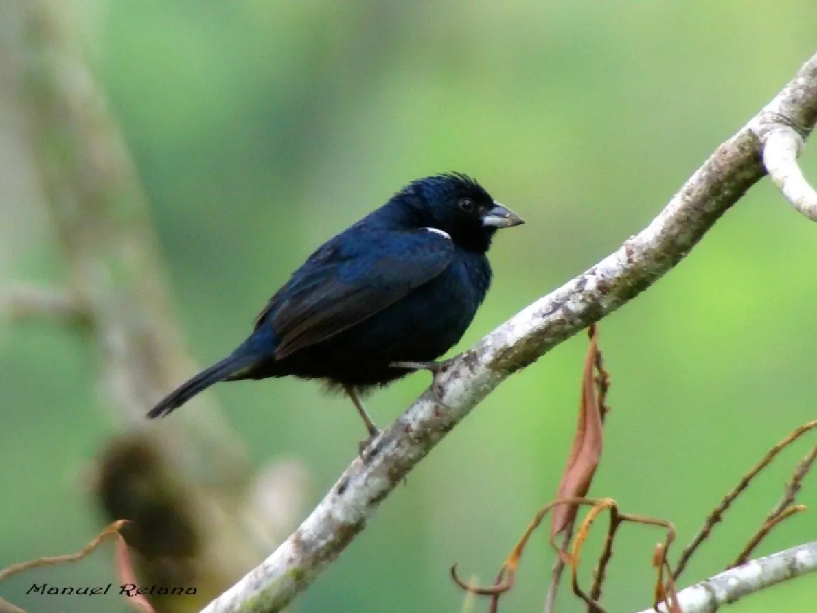 Brea, gallito negro, pius, saltapalito, semillerito negro azulado
