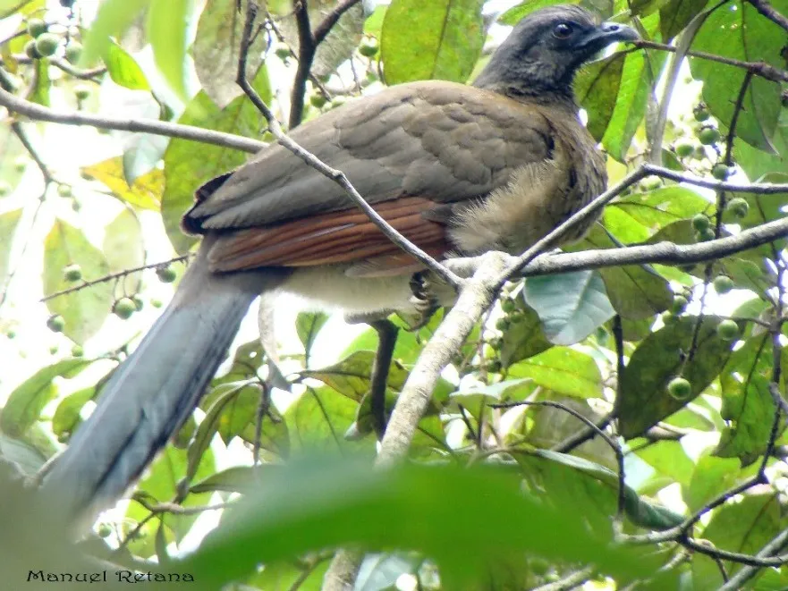 Chachalaca, pavita, chachalaca cabecigris, pajuila