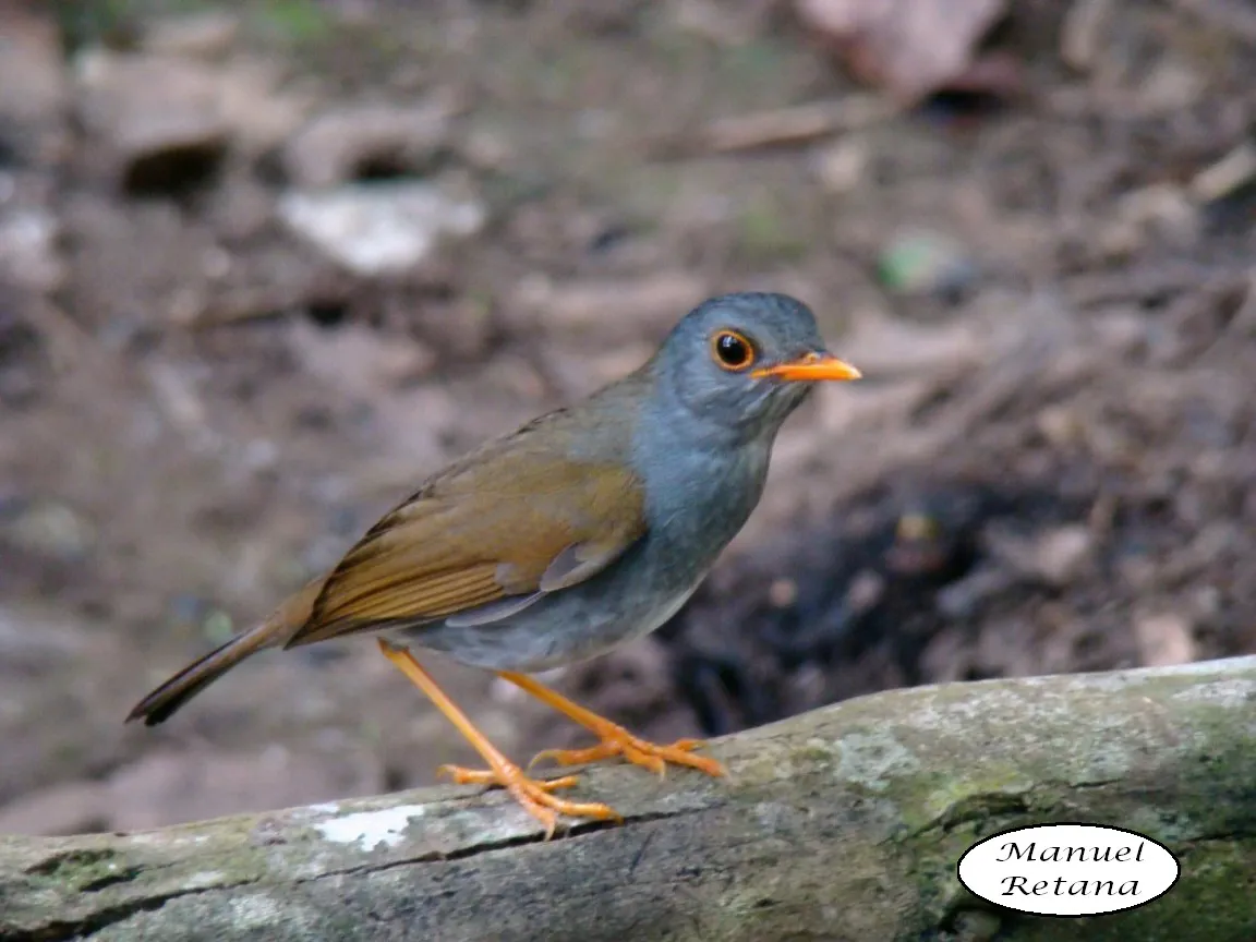 Inglesito, jilguerito, zorzal piquianaranjado