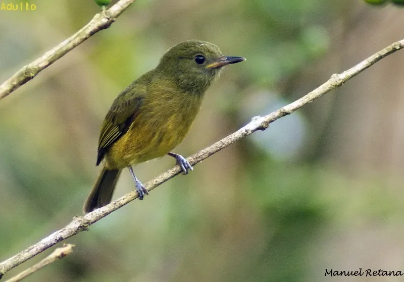 Mosquerito aceitunado