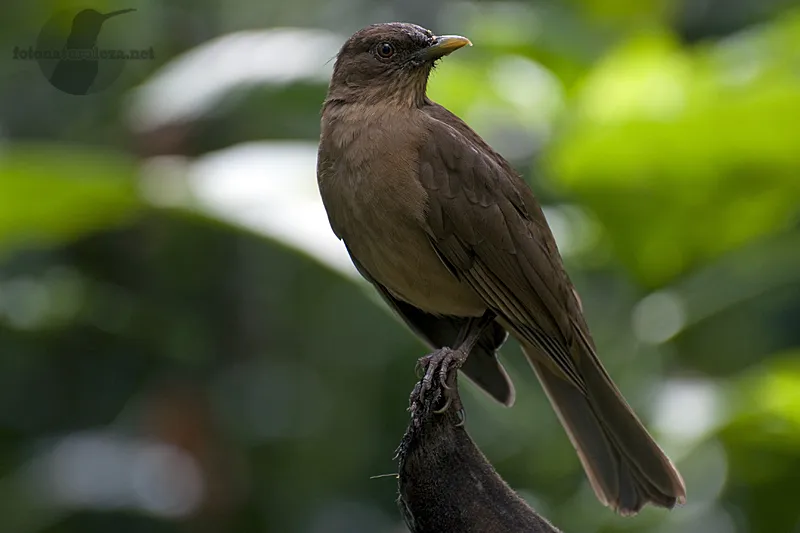 Yiguirro, mirlo pardo