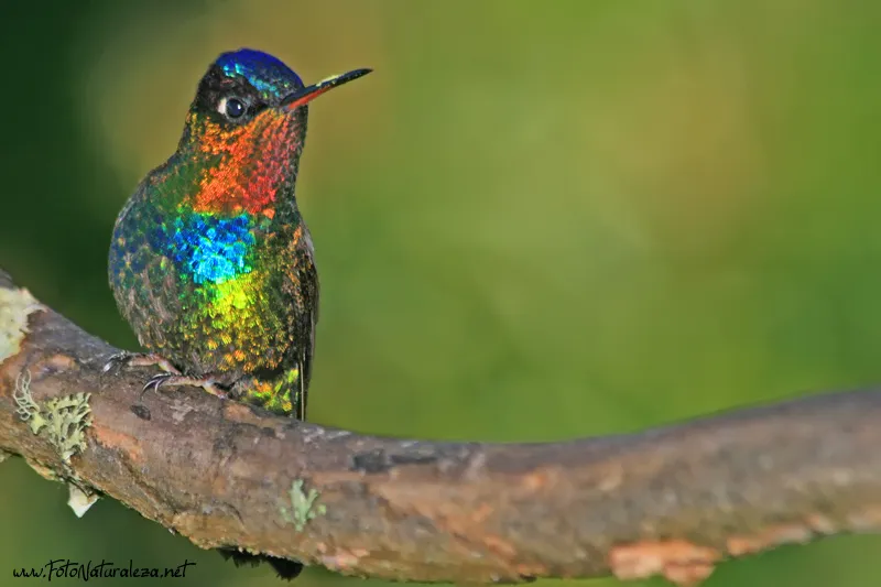 Colibri, gorrion, colibri garganta de fuego