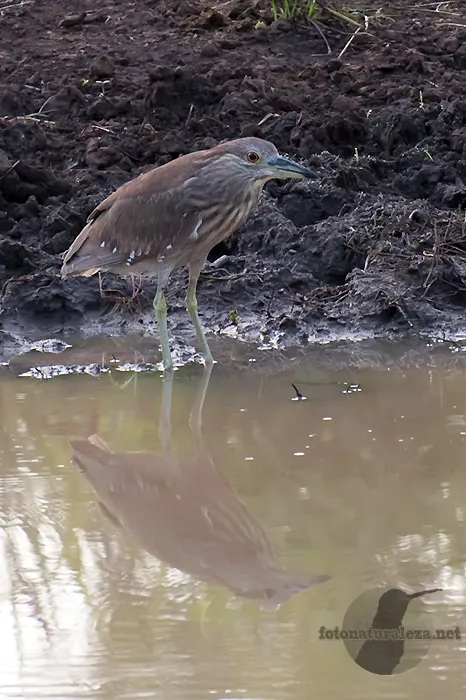 Chocuaco, martinete coroninegro