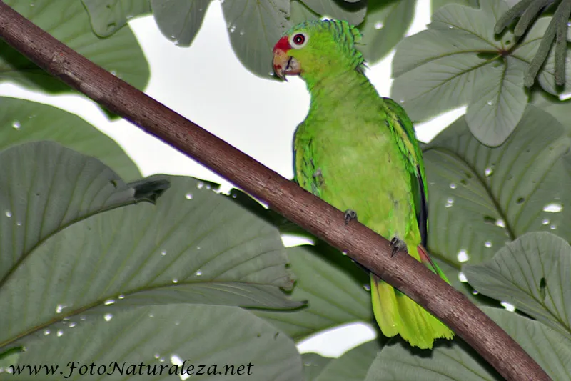 Lora, lora copete rojo, loro frentirrojo