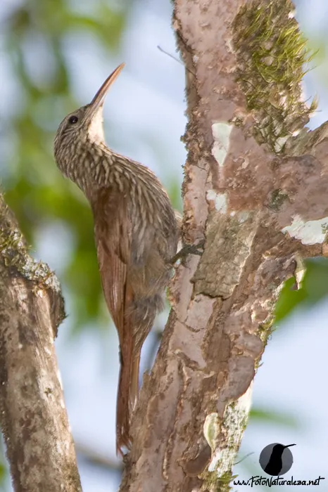 Trepador cabecirrayado