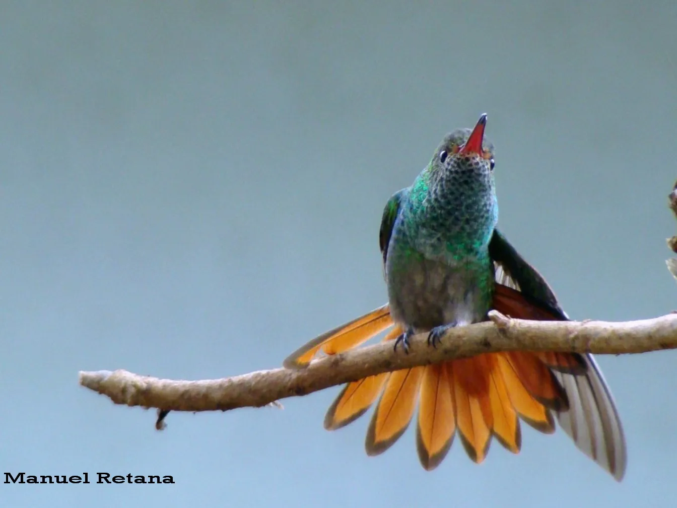 Colibri, gorrion, amazilia rabirrufa