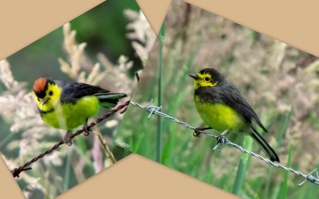 Amigo de hombre, candelita collareja