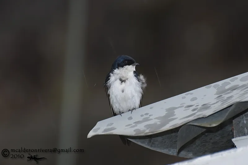 Golondrina, golondrina azul y blanco