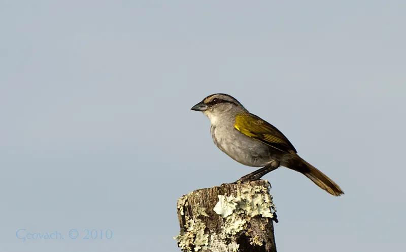 Pinzon cabecilistado