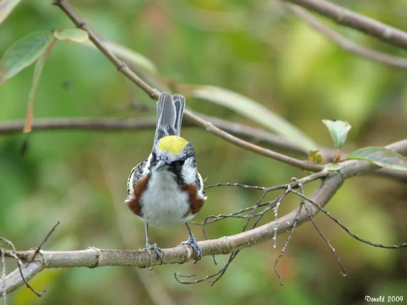 Reinita de costado castañas