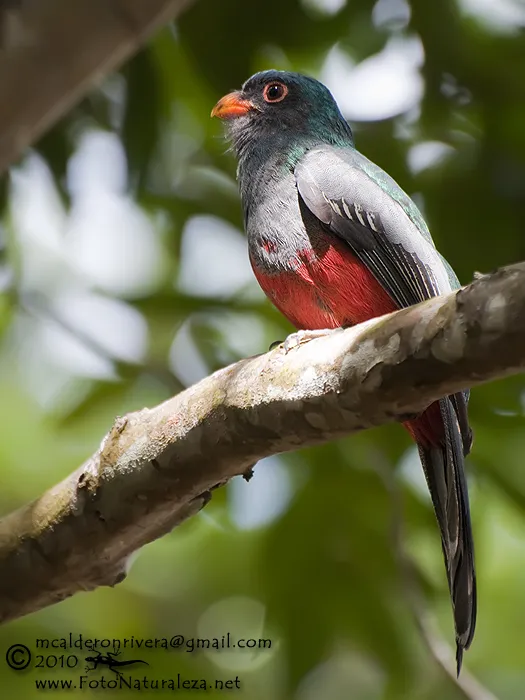 Pastora, trogon coliplomizo