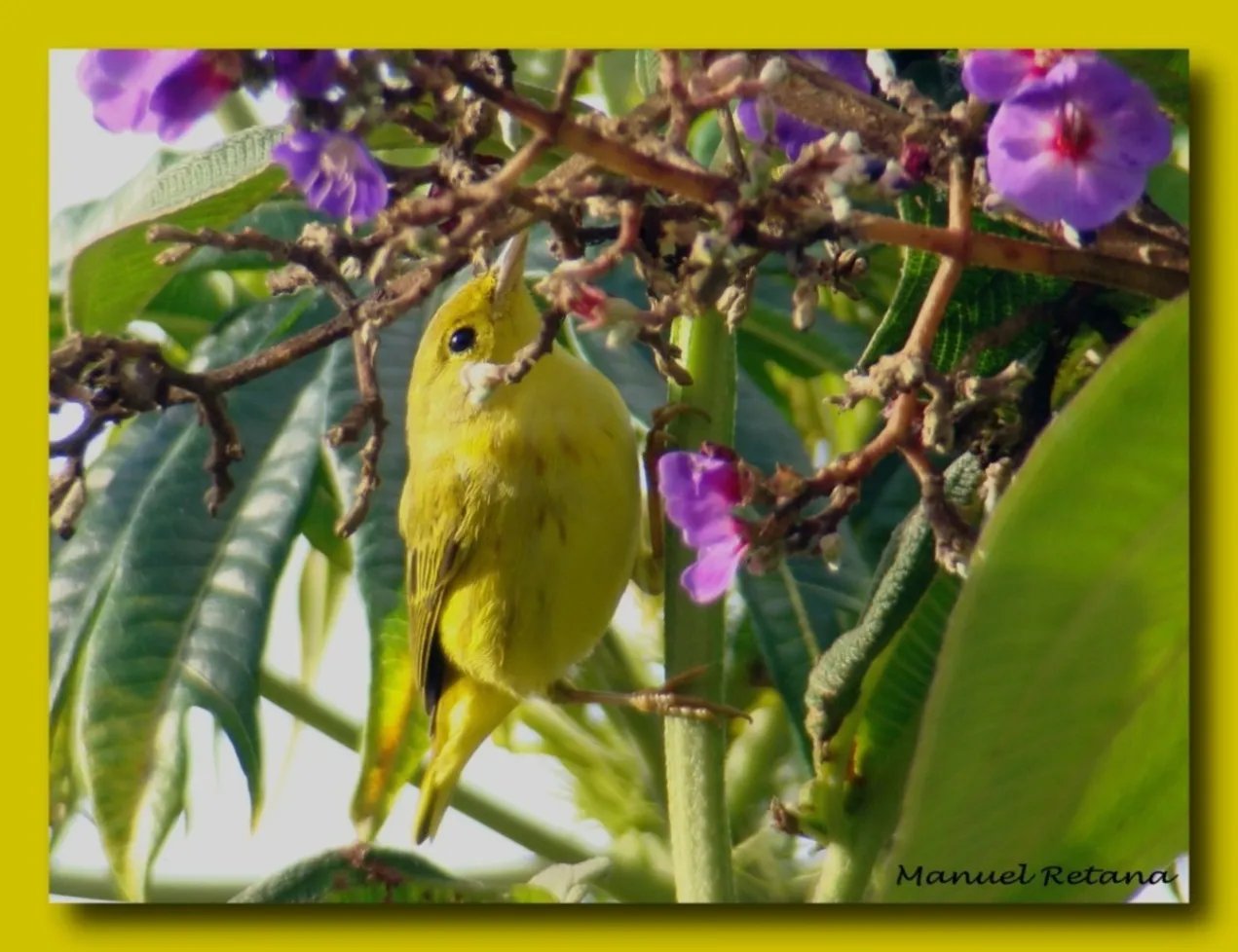 Cazadora, cazadorcilla, reinita amarilla