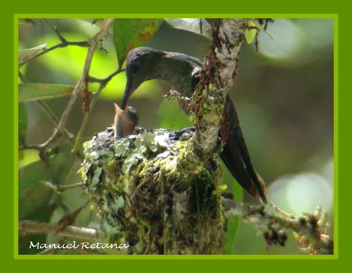 Colibri, gorrion, amazilia pechiblanca