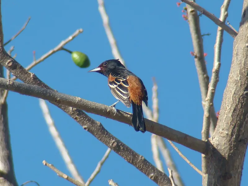 Cacique ahumado, cacique cafe (zona central), bolsero castaño