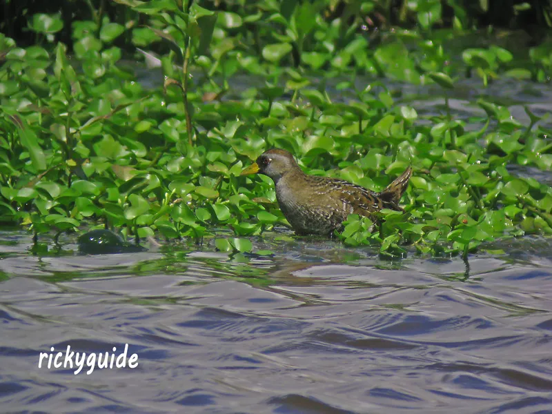 Polluela sora, polluela norteña