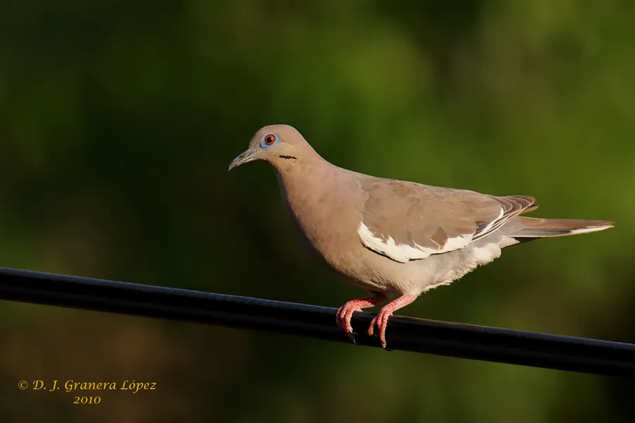 Paloma ala blanca, paloma aliblanca