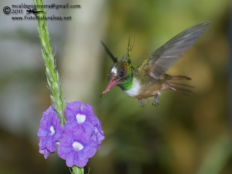 Colibri, gorrion, coqueta crestiblanca