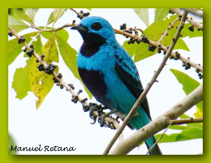Cotinga turquesa