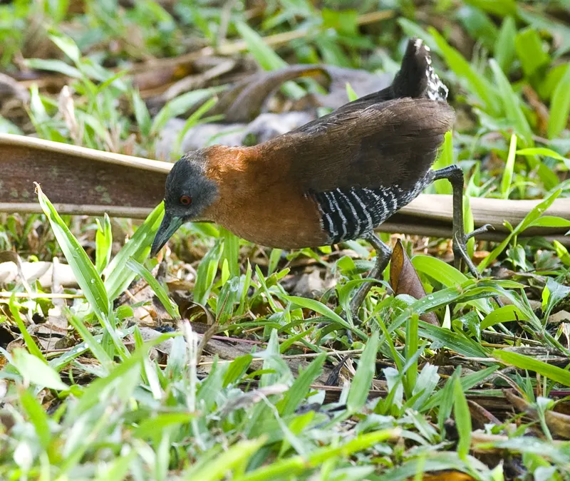Freidora, huevo frito, polluela gargantiblanca