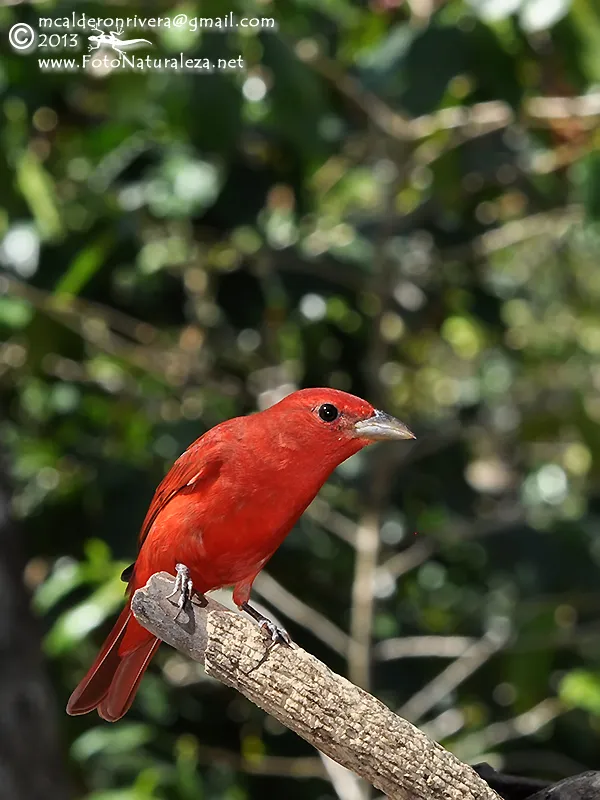 Cardenal, cardenal veranero, tangara veranera
