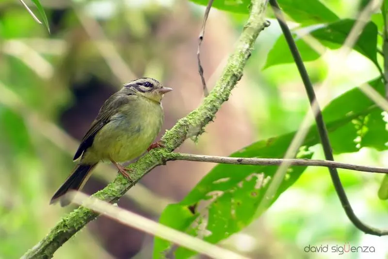 Reinita cabecilistada