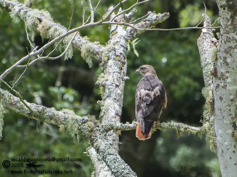 Gavilan Valdivia, gavilan colirrojo
