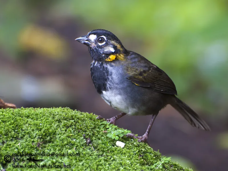 Cuatro ojos, pinzon orejiblanco