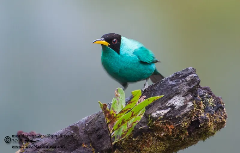 Rey de trepadores, rey del mar, mielero verde