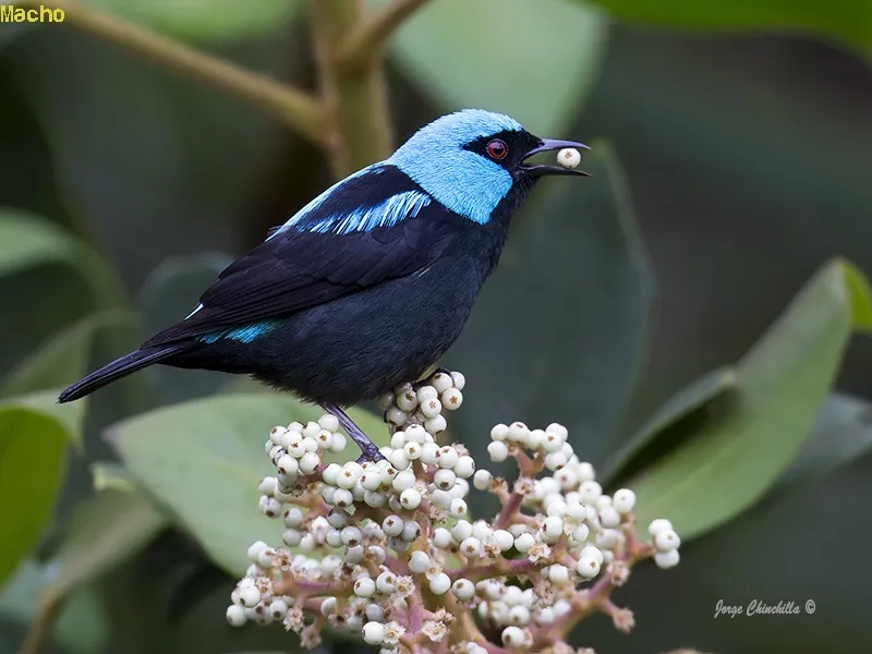 Mielero celeste y negro