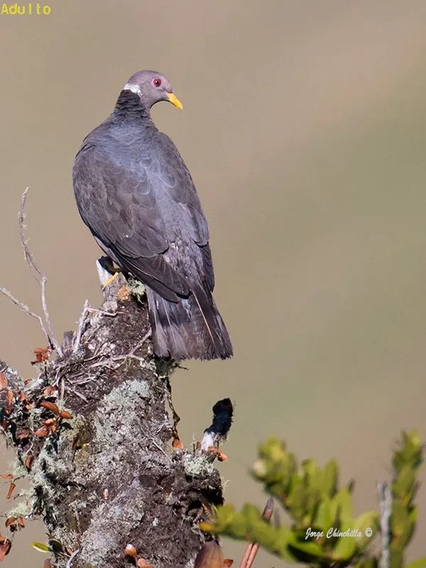 Paloma collareja, torcaza