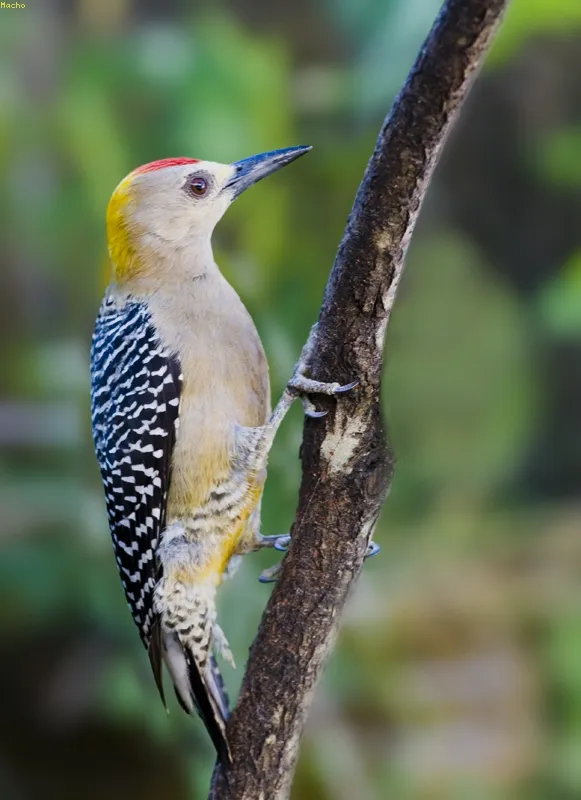 Carpintero, carpintero de Hoffmann