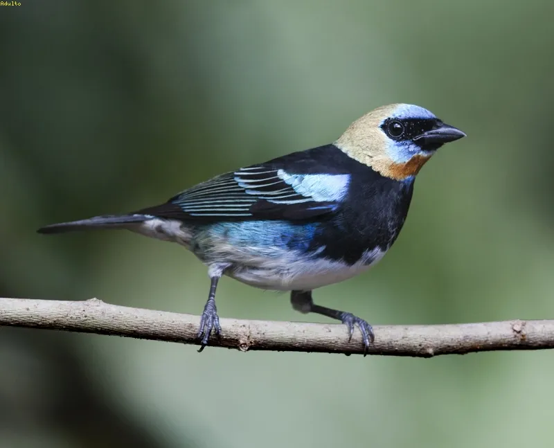 Mariposa, siete colores, tangara capuchidorada, 7 colores