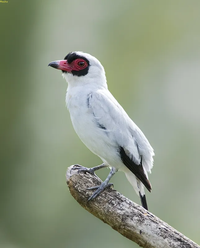 Pajaro chancho, titira carirroja