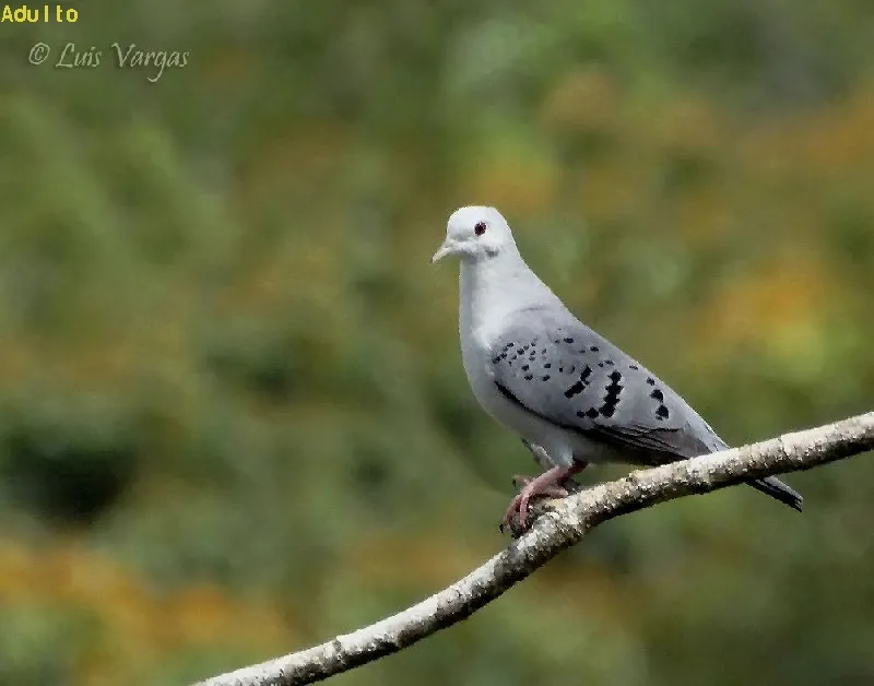 Cocoha, tortolita azulada