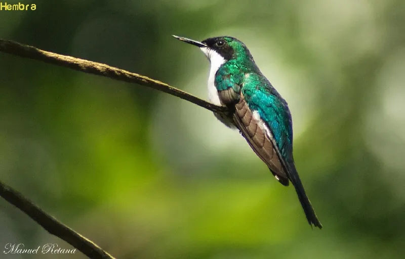 Colibri, gorrion, colibri picopunzon
