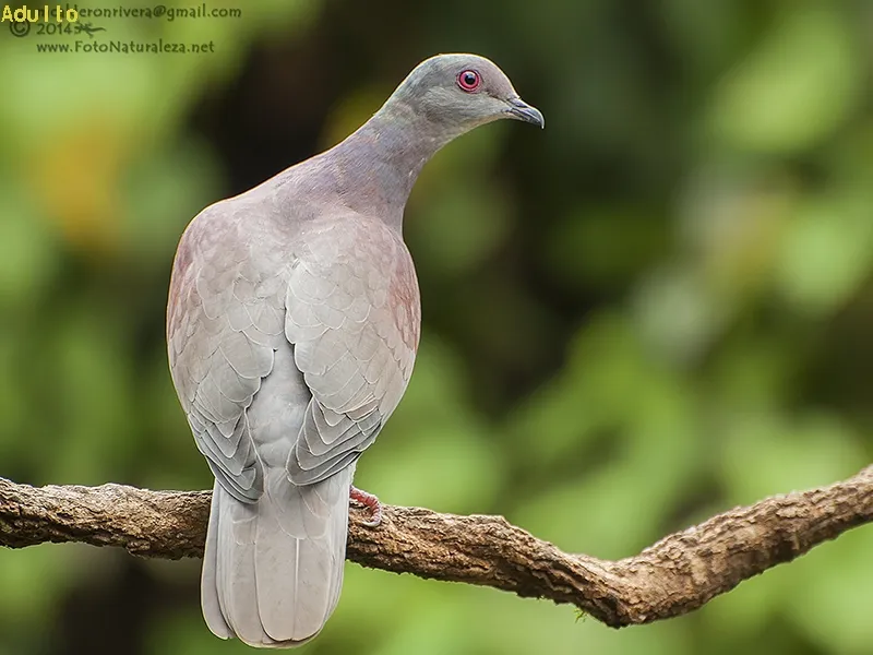 Morada, torcaza, paloma colorada