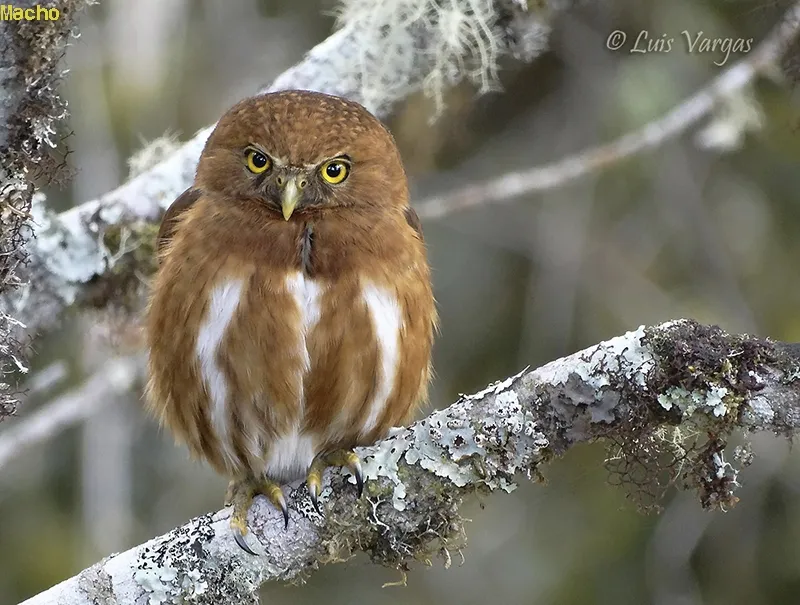 Lechuza, mochuelo montañero