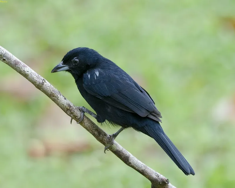 Fraile, tangara forriblanca