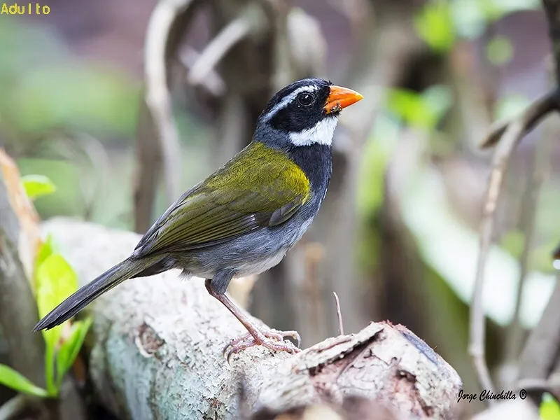 Pico de oro, pico rojo, pinzon piquinaranja