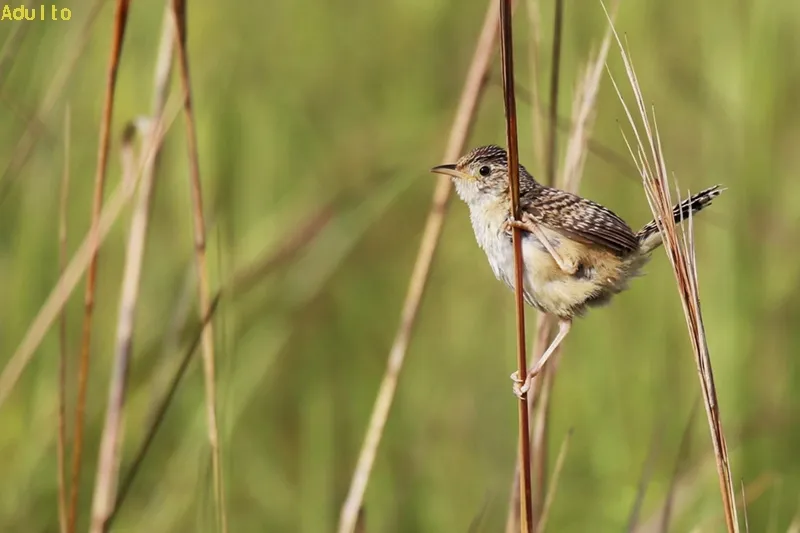Guachipelin, soterre sabanero
