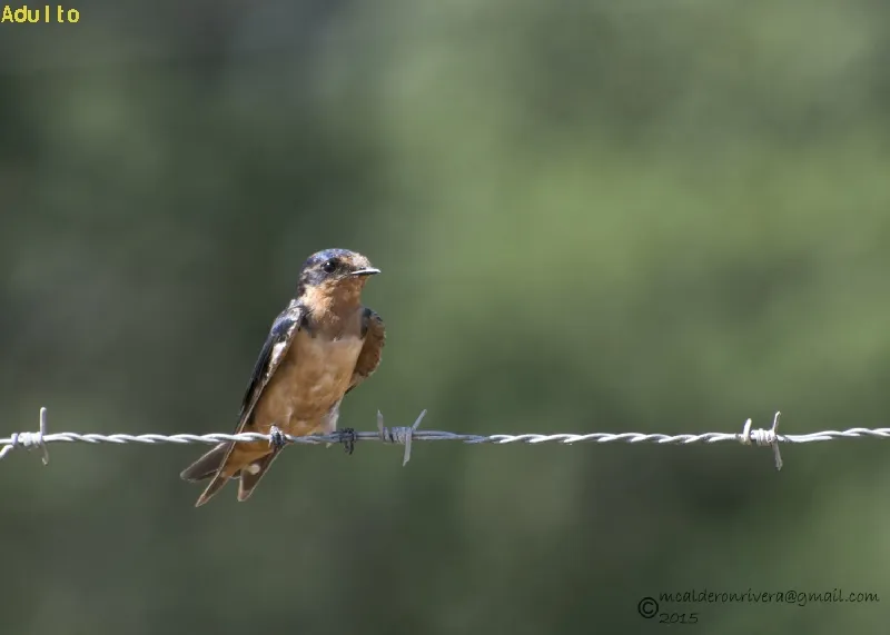 Golondrina, golondrina tijereta