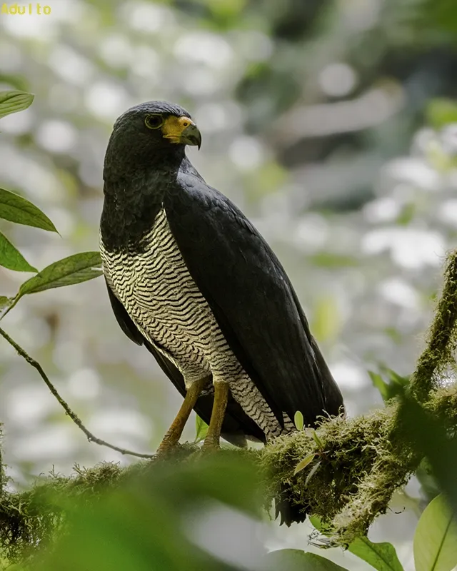 Gavilan, gavilan pechinegro